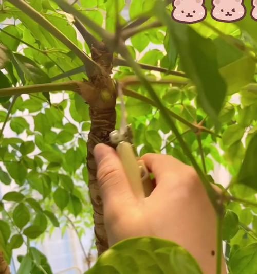 幸福树的最佳修剪时间是什么时候？如何正确修剪幸福树？