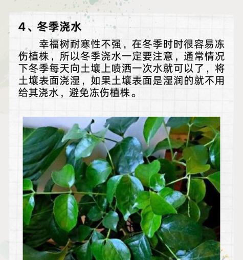 幸福树的最佳修剪时间是什么时候？如何正确修剪幸福树？