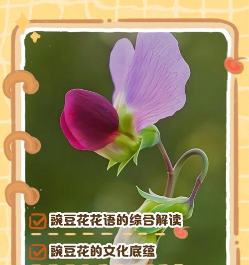 玉米石的养殖方法和常见问题解答？