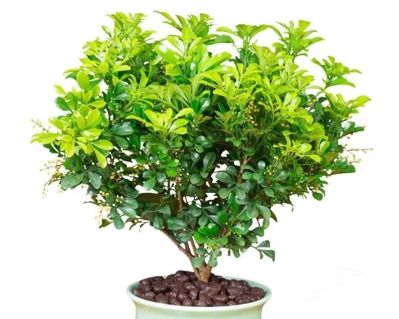 米兰花种植需要哪种土壤？