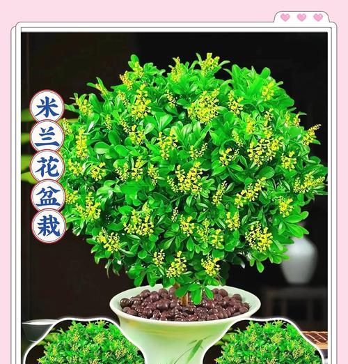 米兰花种植需要哪种土壤？