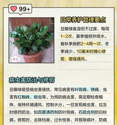 豆瓣绿生根的秘诀是什么？怎样促进快速生根？