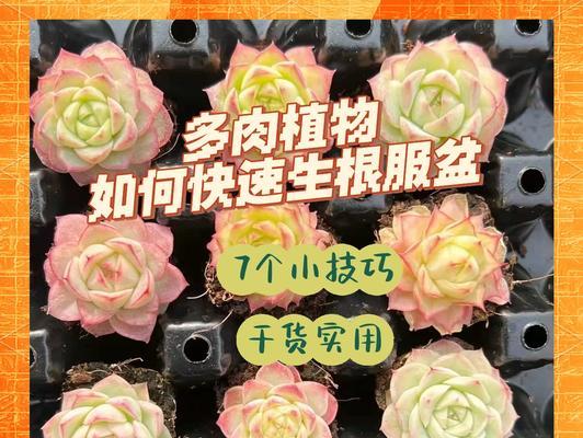 豆瓣绿生根的秘诀是什么？怎样促进快速生根？