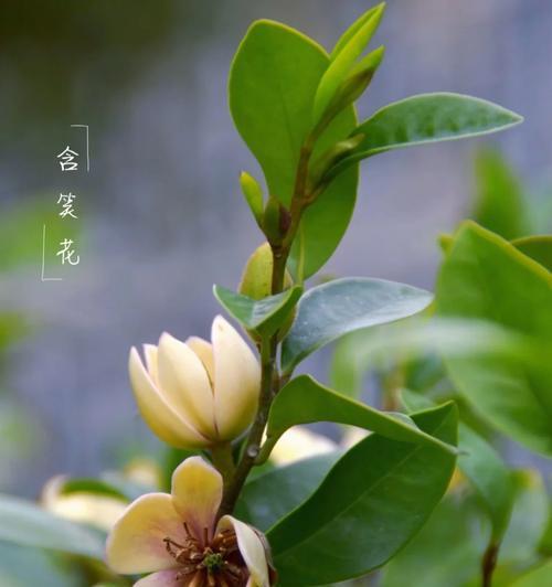 黄桷兰的施肥管理方法是什么？