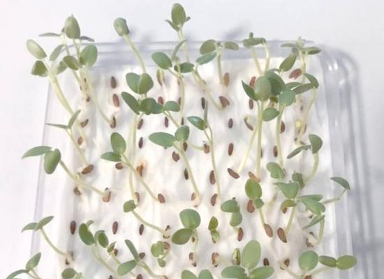 天竺葵种植步骤是什么？怎样确保其茁壮成长？