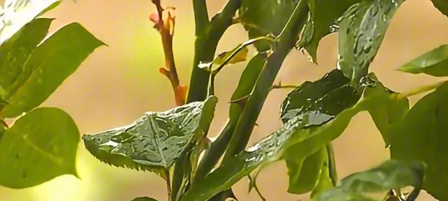 天竺葵种植步骤是什么？怎样确保其茁壮成长？