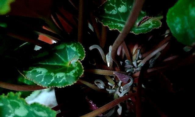 仙客来不开花的原因是什么？