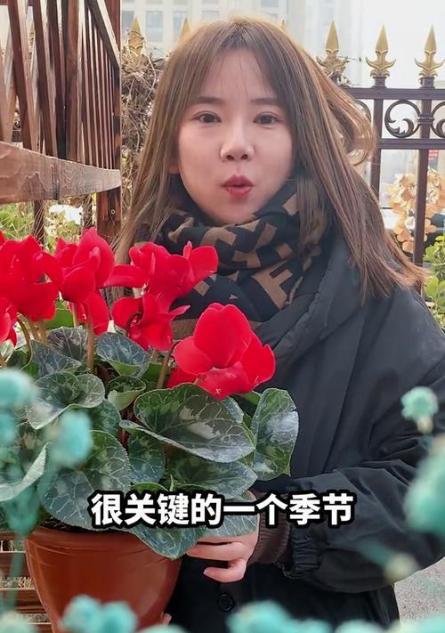 仙客来不开花的原因是什么？
