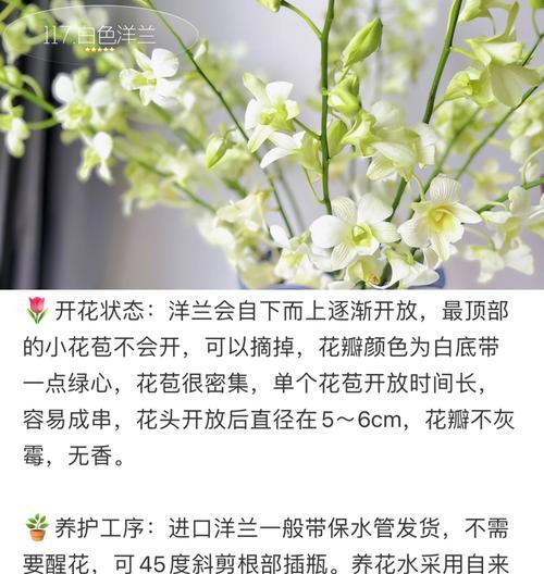 白兰树的正确养护方式？