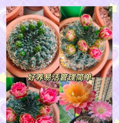 菲花玉的繁殖技巧是什么？