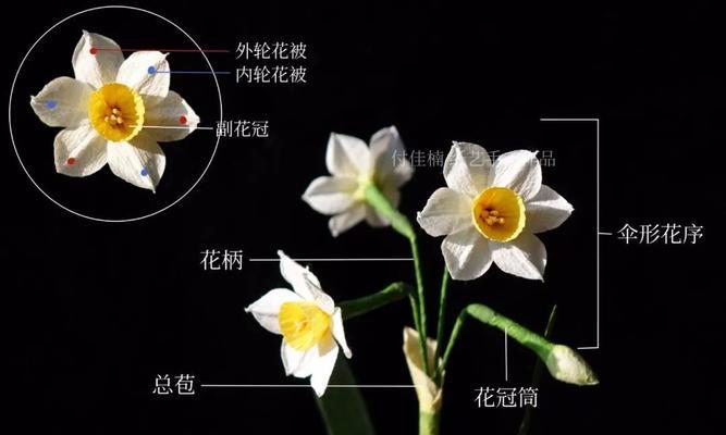水仙的植物特性是什么？水仙的养护方法有哪些？