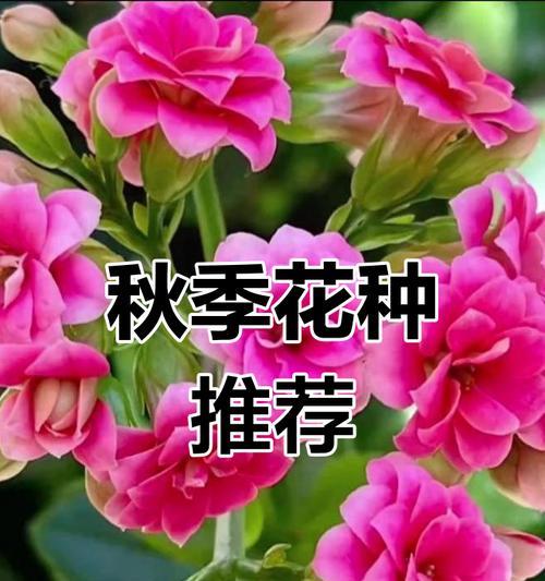 秋季适合种植哪些花卉？