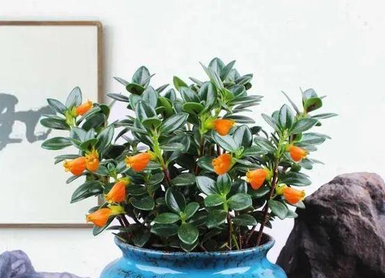 秋季适合种植哪些花卉？