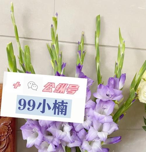 剑兰花的养殖要点和注意事项有哪些？