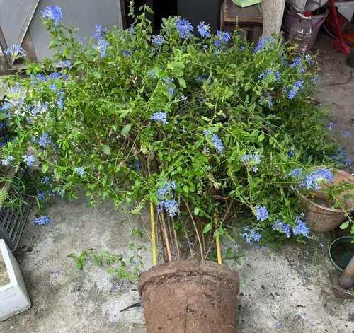 给花翻土的最佳时机和步骤是什么？