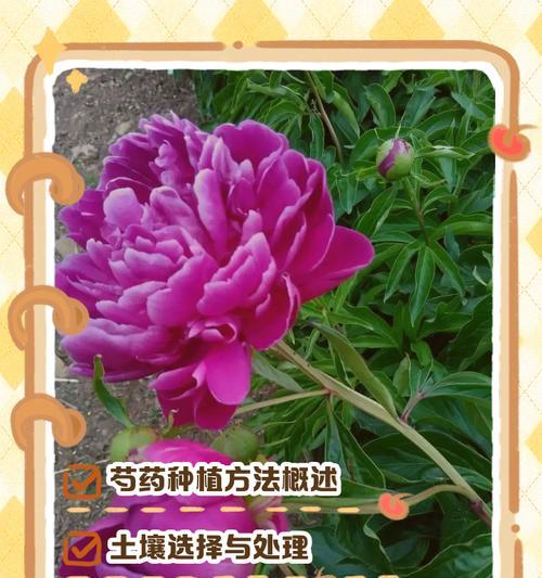 给花翻土的最佳时机和步骤是什么？