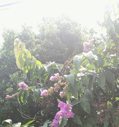 紫薇花的品种如何选择？哪种最吸引人？