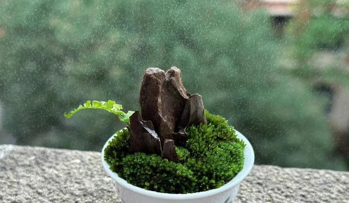 水苔种植花卉的步骤和技巧有哪些？