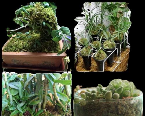 水苔种植花卉的步骤和技巧有哪些？