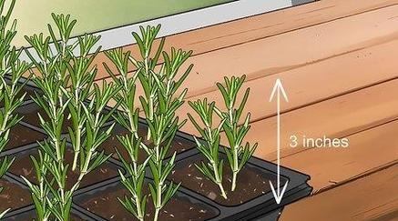 迷迭香的种植方法是什么？迷迭香种植的常见问题有哪些？