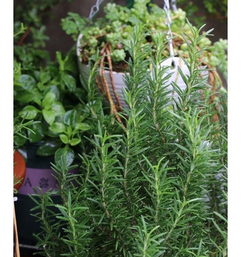 迷迭香的种植方法是什么？迷迭香种植的常见问题有哪些？