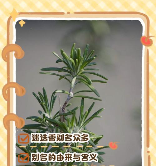 迷迭香的种植方法是什么？迷迭香种植的常见问题有哪些？