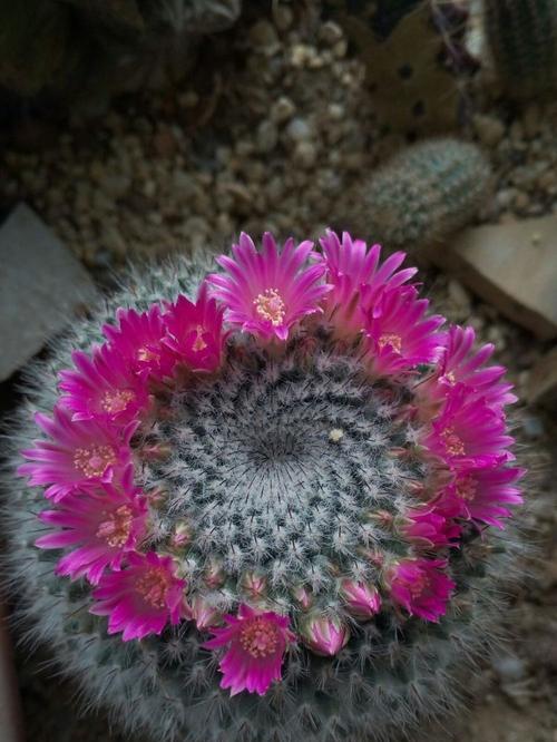 仙人球开花时的外观特征是什么？
