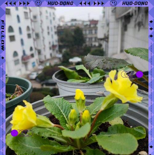 报春花的养殖技巧有哪些？