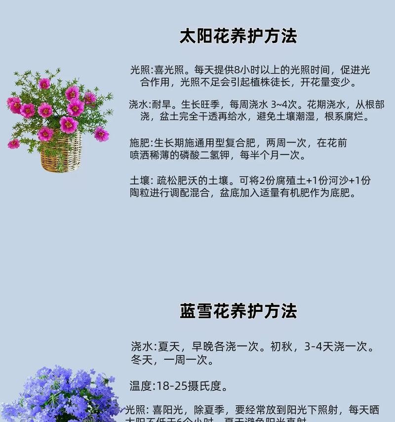 蝴蝶兰的最佳播种时间是什么时候？