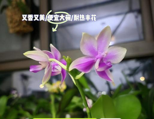 蝴蝶兰的最佳播种时间是什么时候？