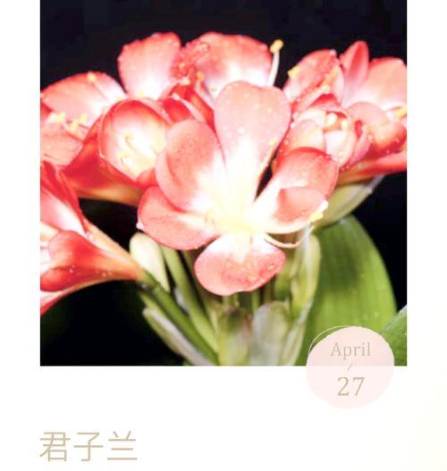 君子兰怎样鉴别品种？有哪些鉴别君子兰品种的技巧？