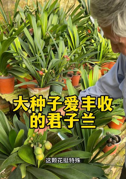君子兰怎样鉴别品种？有哪些鉴别君子兰品种的技巧？