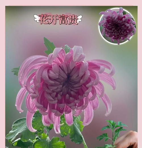 菊花的种植方法和后续管理是什么？