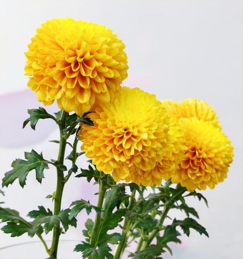菊花的种植方法和后续管理是什么？