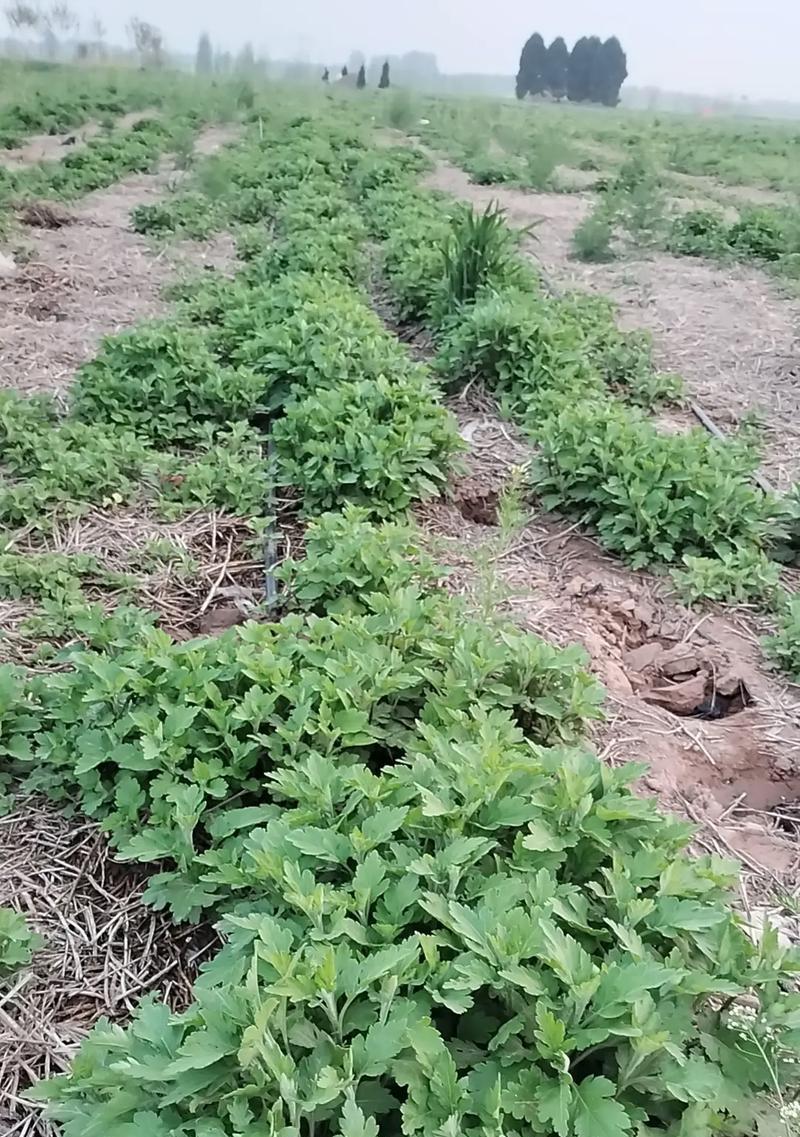 菊花的种植方法和后续管理是什么？