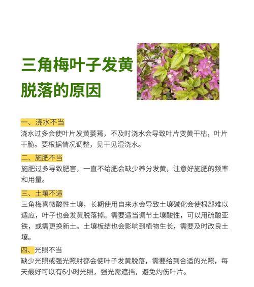 三角梅珍稀品种有哪些？如何鉴别和养护？