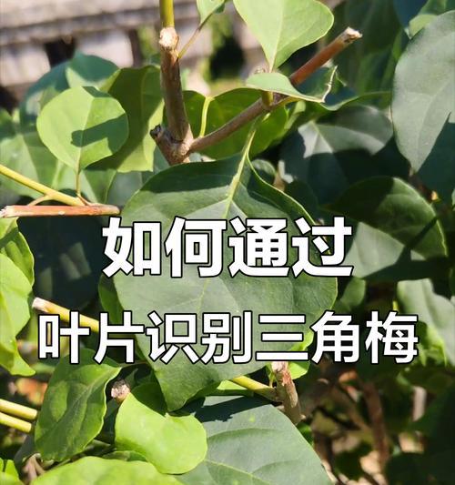 三角梅珍稀品种有哪些？如何鉴别和养护？
