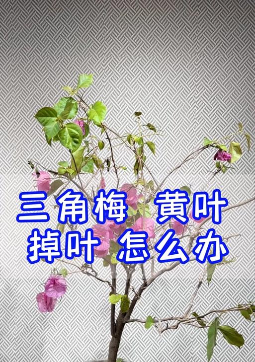三角梅落叶的原因是什么？