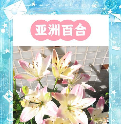 百合盆栽第二年如何养护？有哪些注意事项？