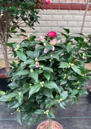开花绿植有哪些？如何选择适合家庭的开花植物？