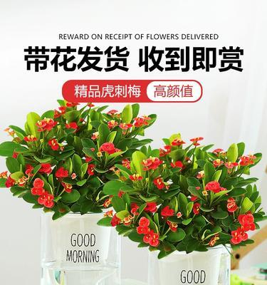 开花绿植有哪些？如何选择适合家庭的开花植物？