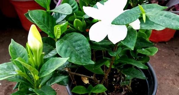 桅子花繁殖方法：怎样简单繁殖更多桅子花？