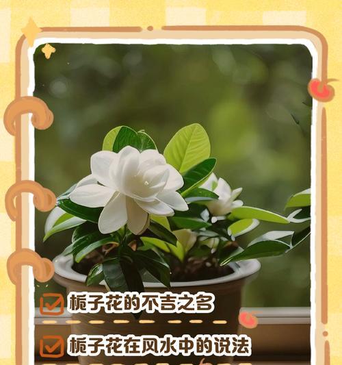 桅子花繁殖方法：怎样简单繁殖更多桅子花？