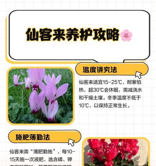 仙客来苗的养护技巧有哪些？怎样确保仙客来苗健康成长？