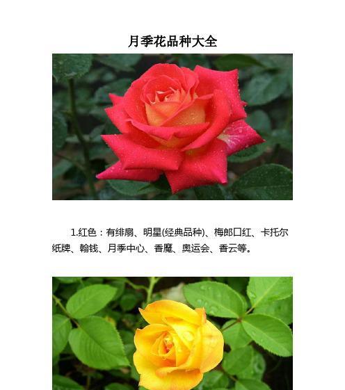 月季好品种有哪些？如何挑选优质的月季品种？