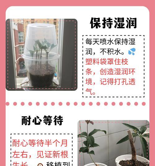桂花树剪枝的最佳时间和方法是什么？