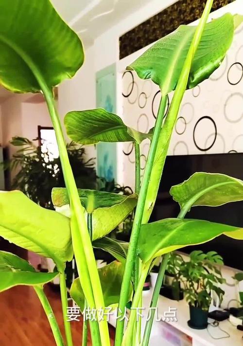 天堂鸟的养殖方法是什么？天堂鸟养护的技巧有哪些？