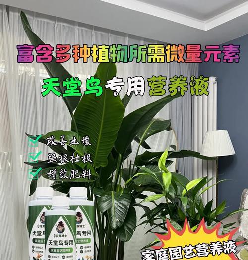 天堂鸟的养殖方法是什么？天堂鸟养护的技巧有哪些？