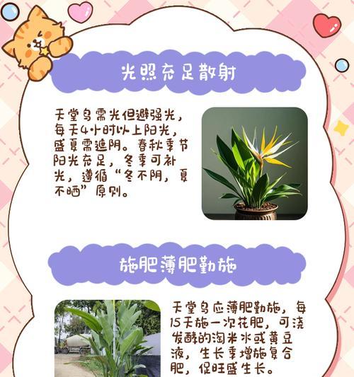 天堂鸟的养殖方法是什么？天堂鸟养护的技巧有哪些？