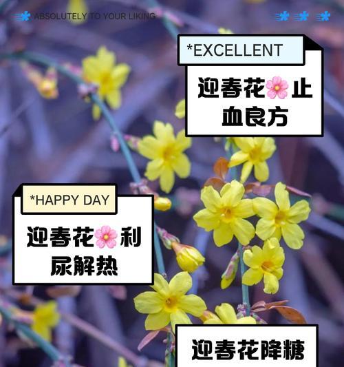 迎春花有哪些品种？不同品种的观赏期是多久？